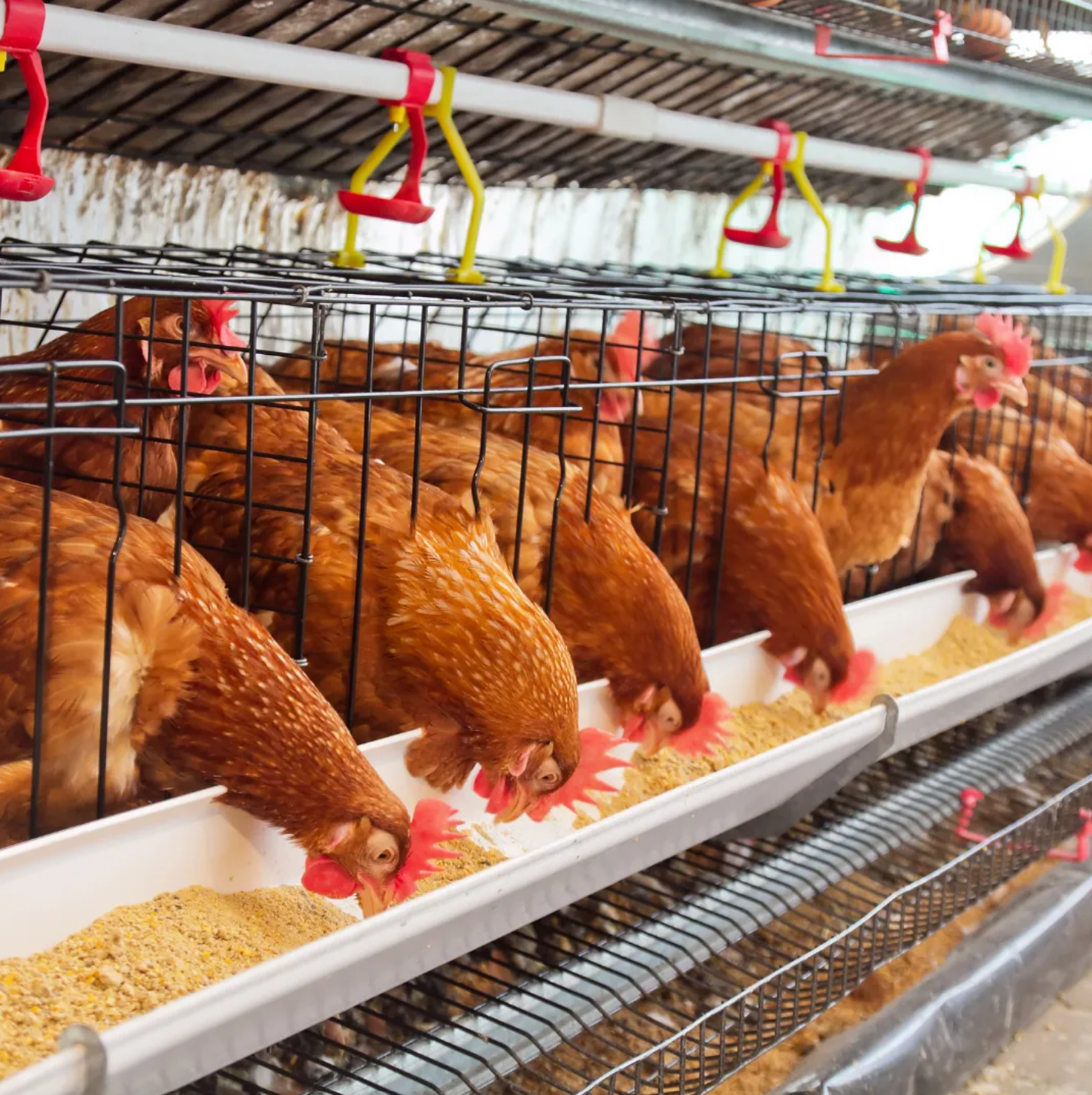 feed and poultry